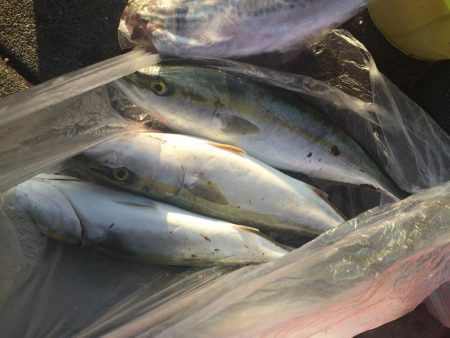 初のハマチゲット\(^o^)/