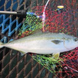 オリジナルメーカー海づり公園(市原市海づり施設) 釣果