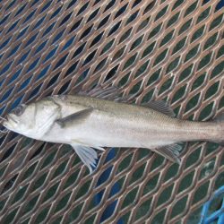 オリジナルメーカー海づり公園(市原市海づり施設) 釣果