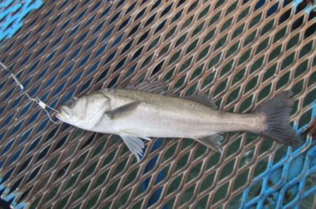 オリジナルメーカー海づり公園(市原市海づり施設) 釣果