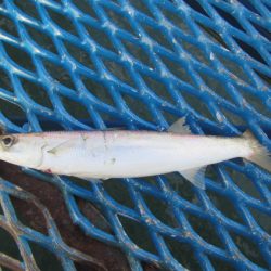 オリジナルメーカー海づり公園(市原市海づり施設) 釣果