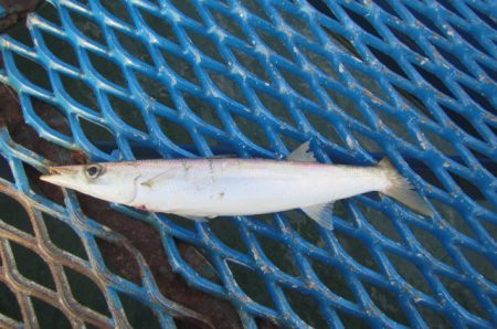 オリジナルメーカー海づり公園(市原市海づり施設) 釣果