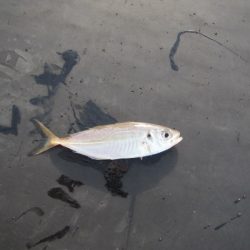 オリジナルメーカー海づり公園(市原市海づり施設) 釣果