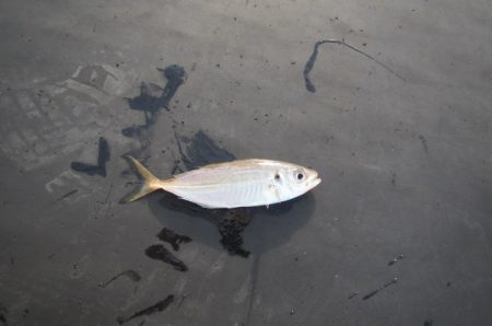 オリジナルメーカー海づり公園(市原市海づり施設) 釣果