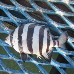 オリジナルメーカー海づり公園(市原市海づり施設) 釣果