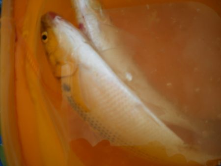 オリジナルメーカー海づり公園(市原市海づり施設) 釣果