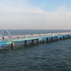 オリジナルメーカー海づり公園(市原市海づり施設) 釣果