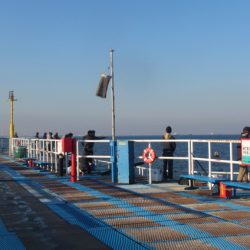 オリジナルメーカー海づり公園(市原市海づり施設) 釣果