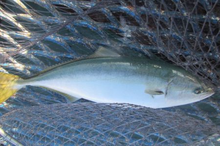 オリジナルメーカー海づり公園(市原市海づり…