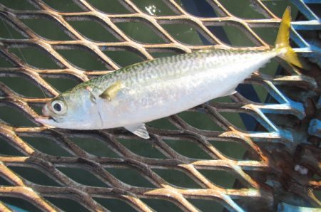 オリジナルメーカー海づり公園(市原市海づり施設) 釣果