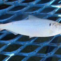 オリジナルメーカー海づり公園(市原市海づり施設) 釣果