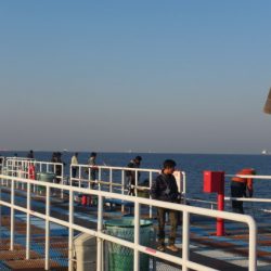 オリジナルメーカー海づり公園(市原市海づり施設) 釣果