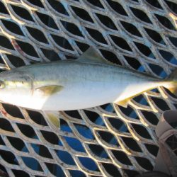 オリジナルメーカー海づり公園(市原市海づり施設) 釣果