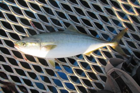 オリジナルメーカー海づり公園(市原市海づり施設) 釣果