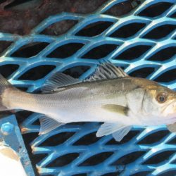 オリジナルメーカー海づり公園(市原市海づり施設) 釣果