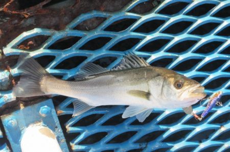 オリジナルメーカー海づり公園(市原市海づり施設) 釣果