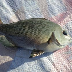 オリジナルメーカー海づり公園(市原市海づり施設) 釣果