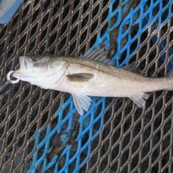 オリジナルメーカー海づり公園(市原市海づり施設) 釣果