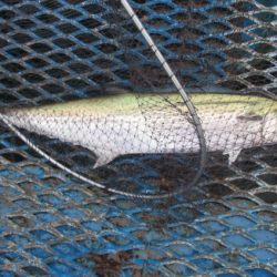 オリジナルメーカー海づり公園(市原市海づり施設) 釣果