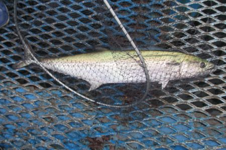 オリジナルメーカー海づり公園(市原市海づり施設) 釣果