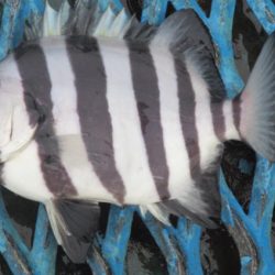 オリジナルメーカー海づり公園(市原市海づり施設) 釣果