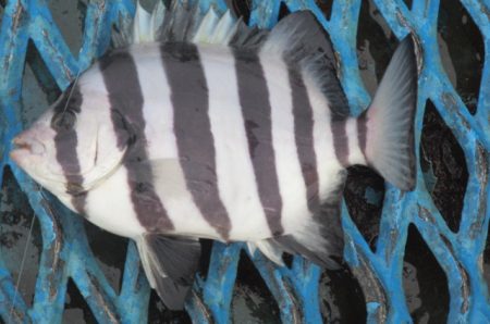 オリジナルメーカー海づり公園(市原市海づり施設) 釣果