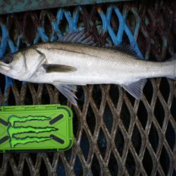 オリジナルメーカー海づり公園(市原市海づり施設) 釣果