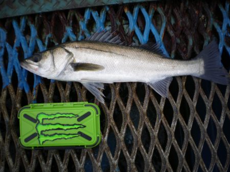 オリジナルメーカー海づり公園(市原市海づり施設) 釣果