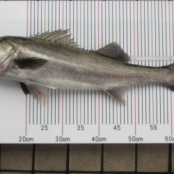 オリジナルメーカー海づり公園(市原市海づり施設) 釣果