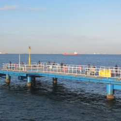 オリジナルメーカー海づり公園(市原市海づり施設) 釣果