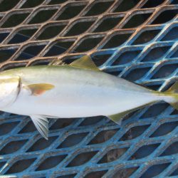 オリジナルメーカー海づり公園(市原市海づり施設) 釣果
