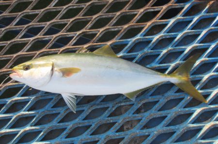 オリジナルメーカー海づり公園(市原市海づり施設) 釣果