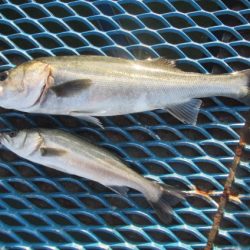 オリジナルメーカー海づり公園(市原市海づり施設) 釣果