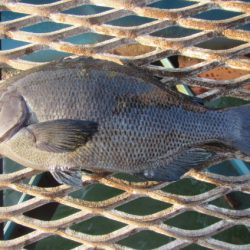 オリジナルメーカー海づり公園(市原市海づり施設) 釣果