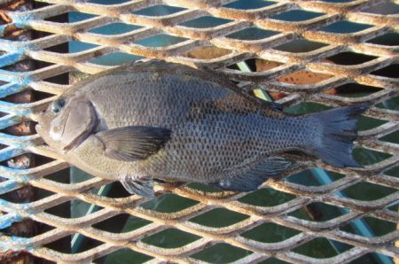 オリジナルメーカー海づり公園(市原市海づり施設) 釣果