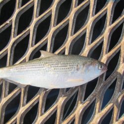 オリジナルメーカー海づり公園(市原市海づり施設) 釣果