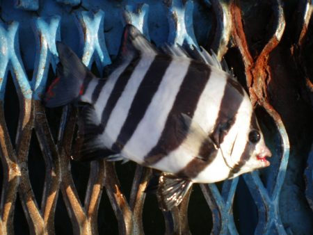 オリジナルメーカー海づり公園(市原市海づり施設) 釣果