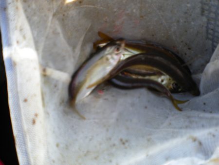 オリジナルメーカー海づり公園(市原市海づり施設) 釣果