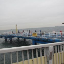 オリジナルメーカー海づり公園(市原市海づり施設) 釣果