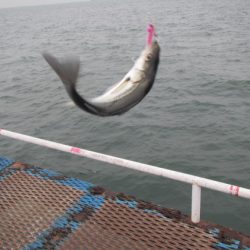 オリジナルメーカー海づり公園(市原市海づり施設) 釣果