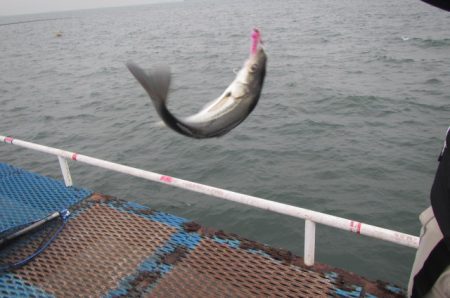 オリジナルメーカー海づり公園(市原市海づり施設) 釣果