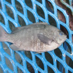 オリジナルメーカー海づり公園(市原市海づり施設) 釣果