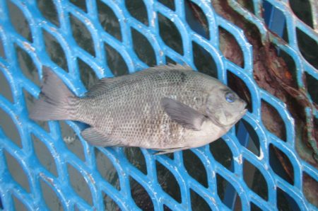 オリジナルメーカー海づり公園(市原市海づり…