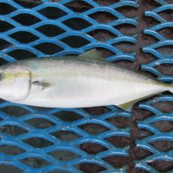 オリジナルメーカー海づり公園(市原市海づり施設) 釣果