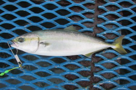 オリジナルメーカー海づり公園(市原市海づり施設) 釣果