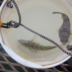 オリジナルメーカー海づり公園(市原市海づり施設) 釣果