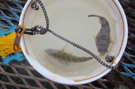 オリジナルメーカー海づり公園(市原市海づり施設) 釣果