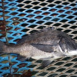 オリジナルメーカー海づり公園(市原市海づり施設) 釣果