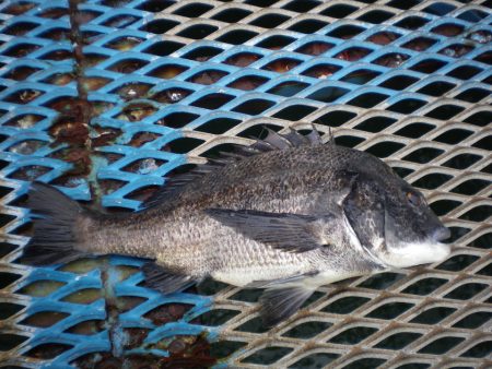 オリジナルメーカー海づり公園(市原市海づり施設) 釣果