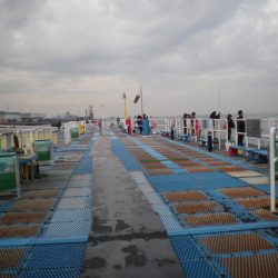 オリジナルメーカー海づり公園(市原市海づり施設) 釣果